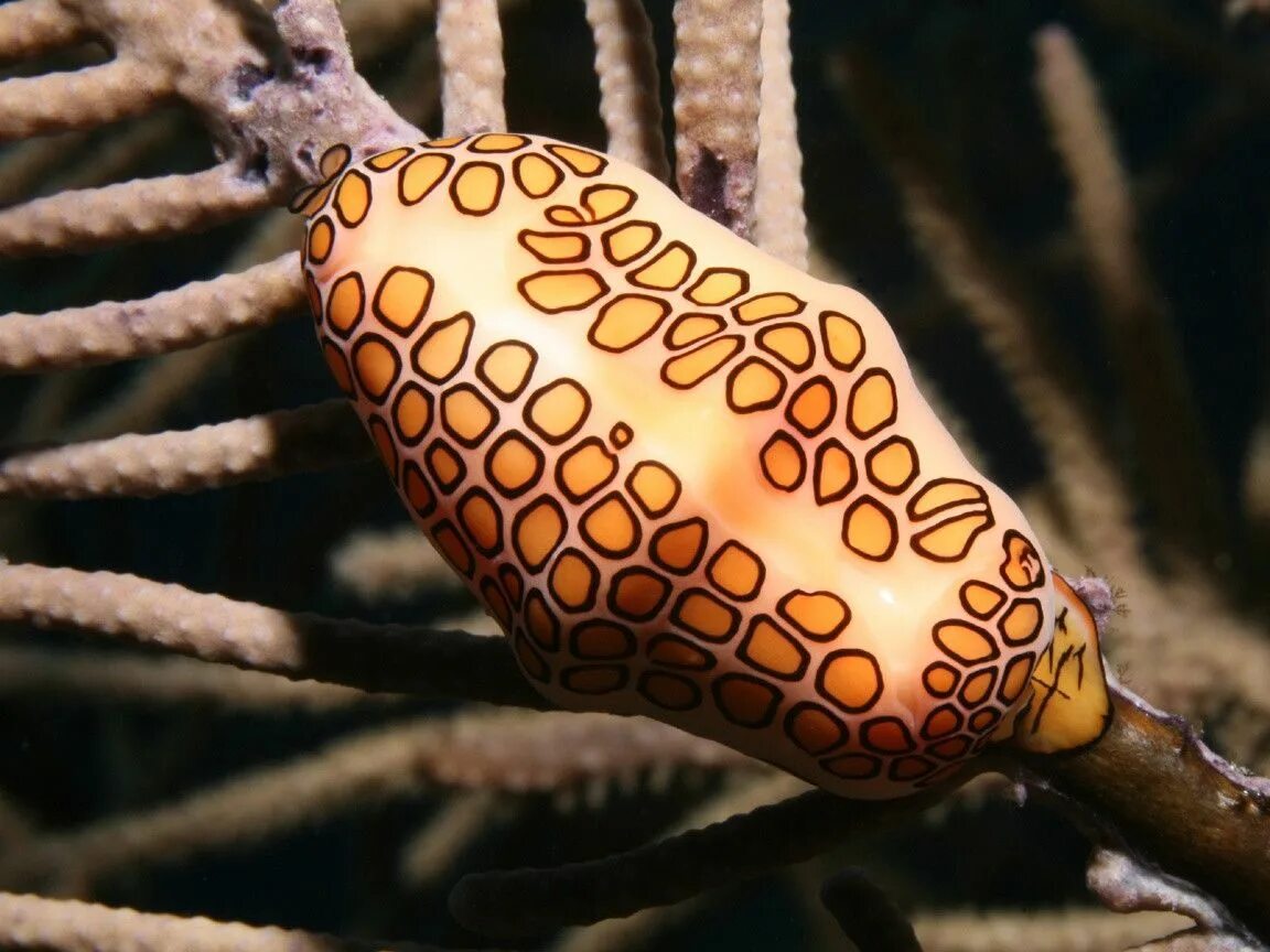 Язык моллюсков. Моллюск «язык Фламинго» (Cyphoma gibbosum). Cyphoma gibbosa. Улитка язык Фламинго. Необычные моллюски.