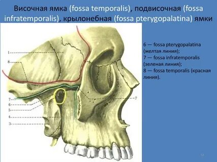 Какие отверстия открываются в подвисочную ямку