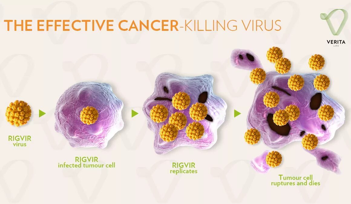 Вирусы против онкологии. Онколитическая терапия вирусами. Онколитические вирусы и их применение в онкологии. Вирусы опухоли