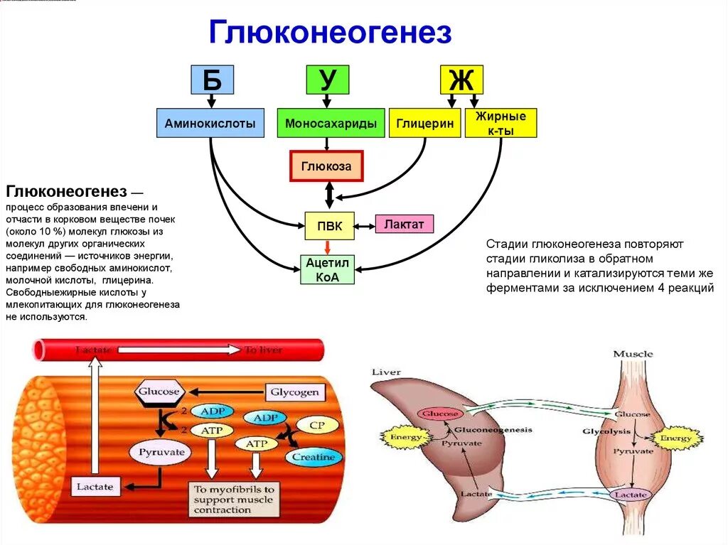 Глюконеогенез из аминокислот схема. Синтез Глюкозы из аминокислот в печени. Глюконеогенез биохимия схема. Синтез Глюкозы в печени глюконеогенез. Синтез глюконеогенеза