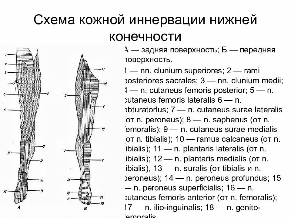 Области нижней конечности. Нервы нижней конечности анатомия иннервация. Иннервация кожи стопы анатомия. Иннервация кожи голени анатомия. Бедренный нерв человека схема.