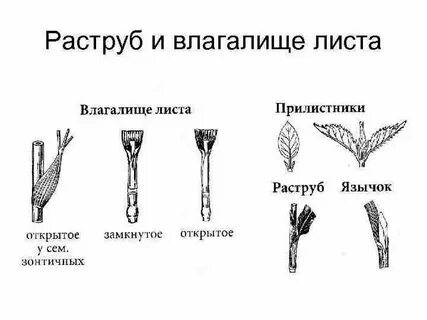 Вогина