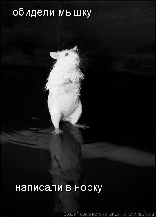 испуганная мышь. мышь плачет. крыса умывается. хомяк плачет. смешные мышки.