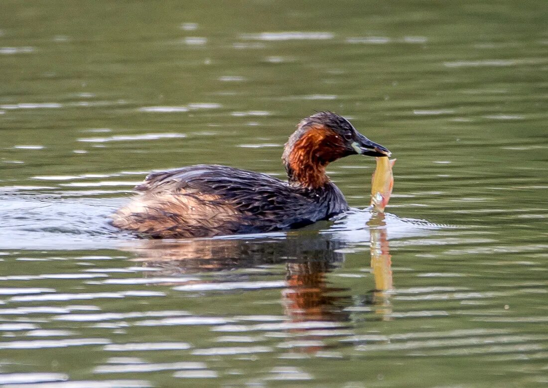 Красношейная поганка птица. Красношейная поганка (Podiceps auritus). Красношейная поганка самец. 1. Красношейная поганка. Поганка питание