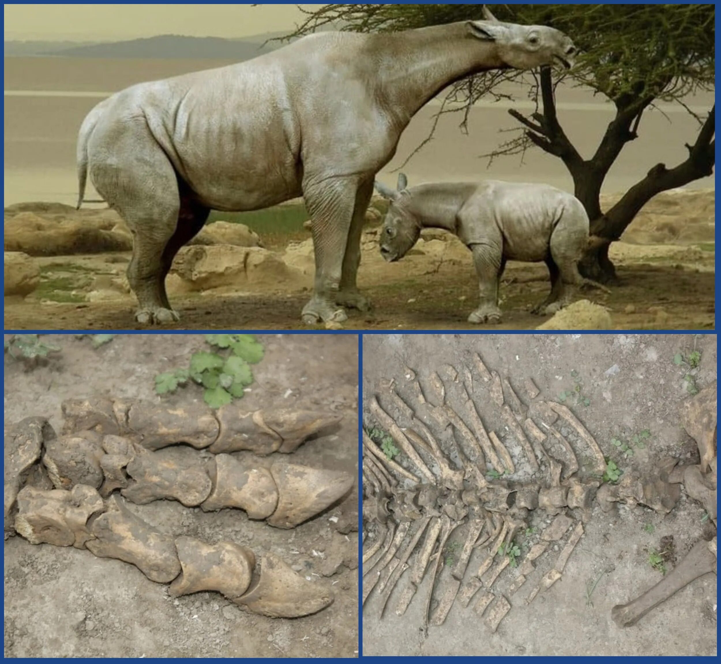 Жили миллионы лет назад на. Гигантский носорог Индрикотерий. Индрикотерий скелет. Индрикотерия древний носорог. Индрикотерии вымершие животные.