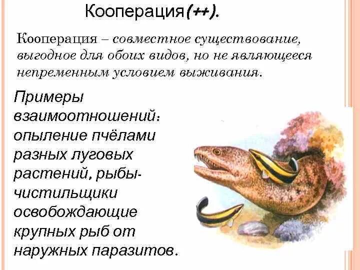 Протокооперация это примеры. Тип взаимоотношения протокооперация примеры. Типы взаимодействия организмов протокооперация. Примеры протокооперации в экологии. Протокооперация примеры биология.