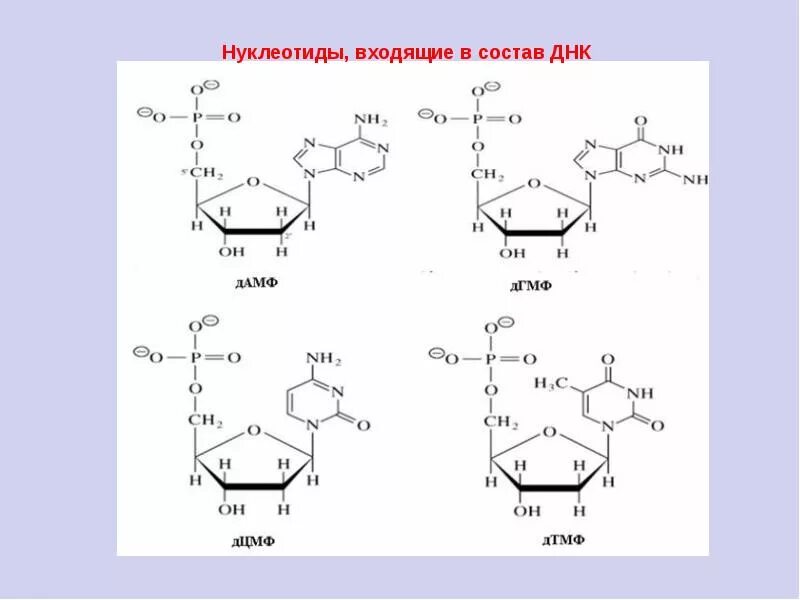 Какие из нуклеотидов входят в состав днк. Формулы нуклеотидов биохимия. Схема образования нуклеотида 5'-ЦМФ. Соединение нуклеотидов формула.