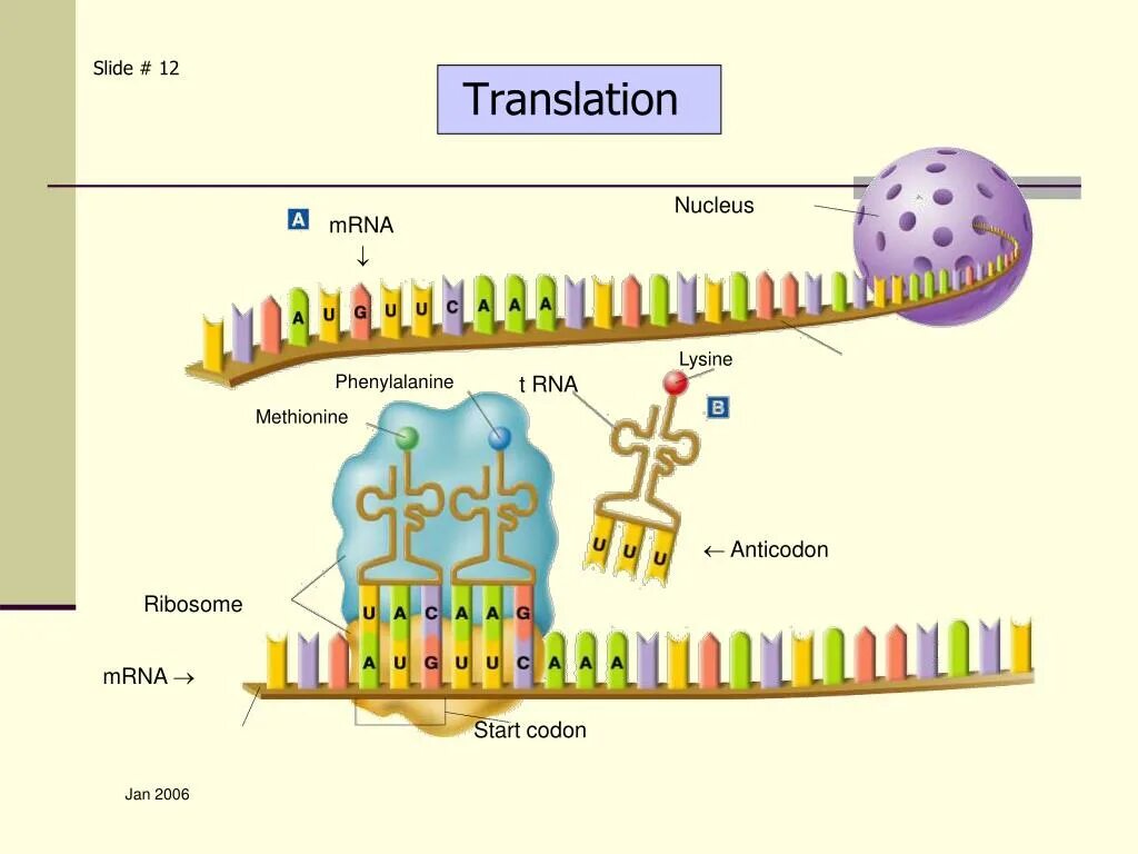 MRNA. Translation MRNA. Ribosome MRNA. Protein Synthesis process. Translation unit