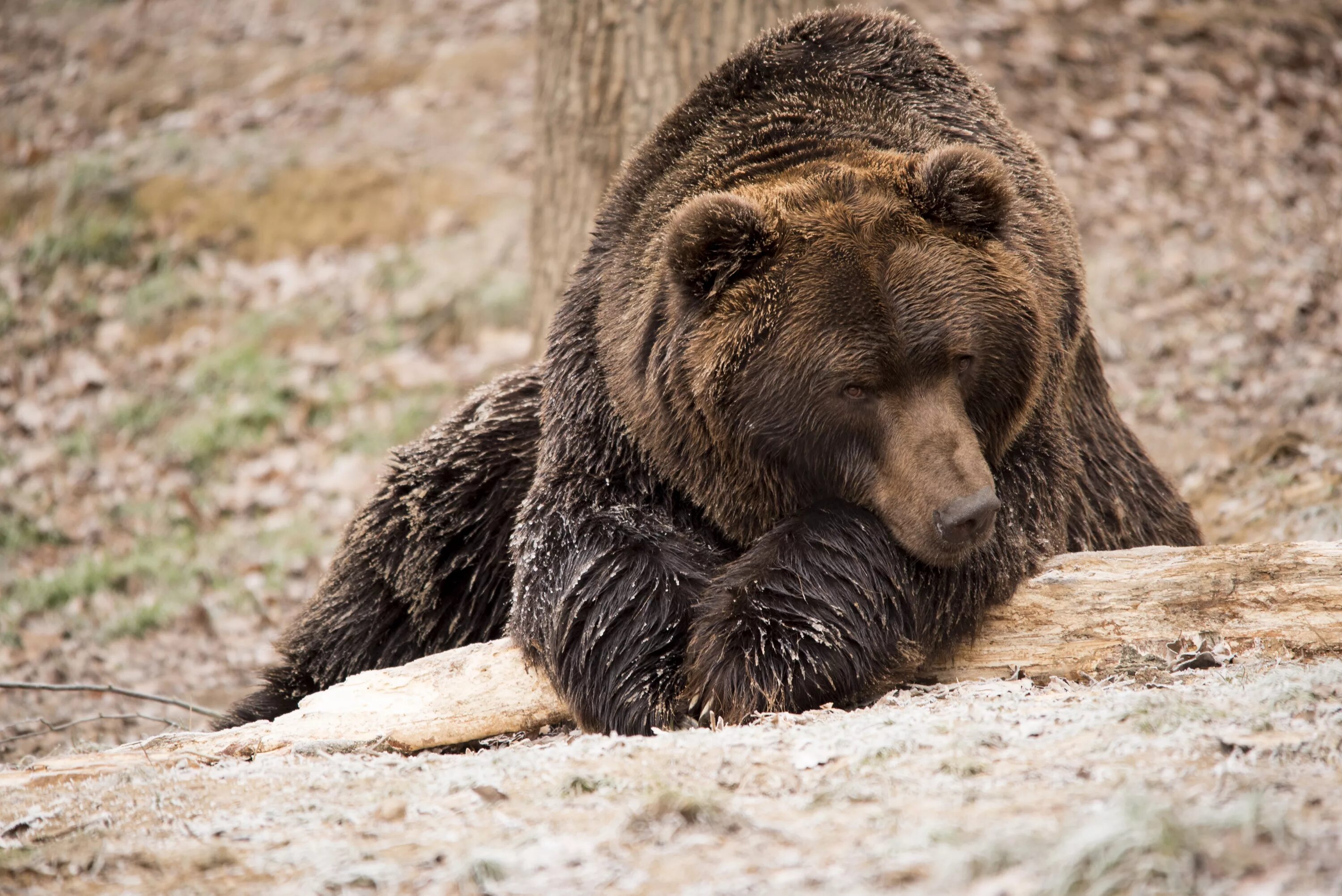 Картинка медведь. Сирийский бурый медведь. Тибетский бурый медведь. Дальневосточный бурый медведь. Медведь Гризли.