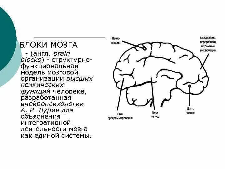 Функции 3 блока. Концепция структурно функциональных блоков мозга лурия. три блока головного мозга лурия. лурия второй функциональный блок головного мозга. функциональные блоки головного мозга по а.р лурия.