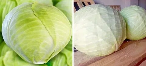 Займу капуста