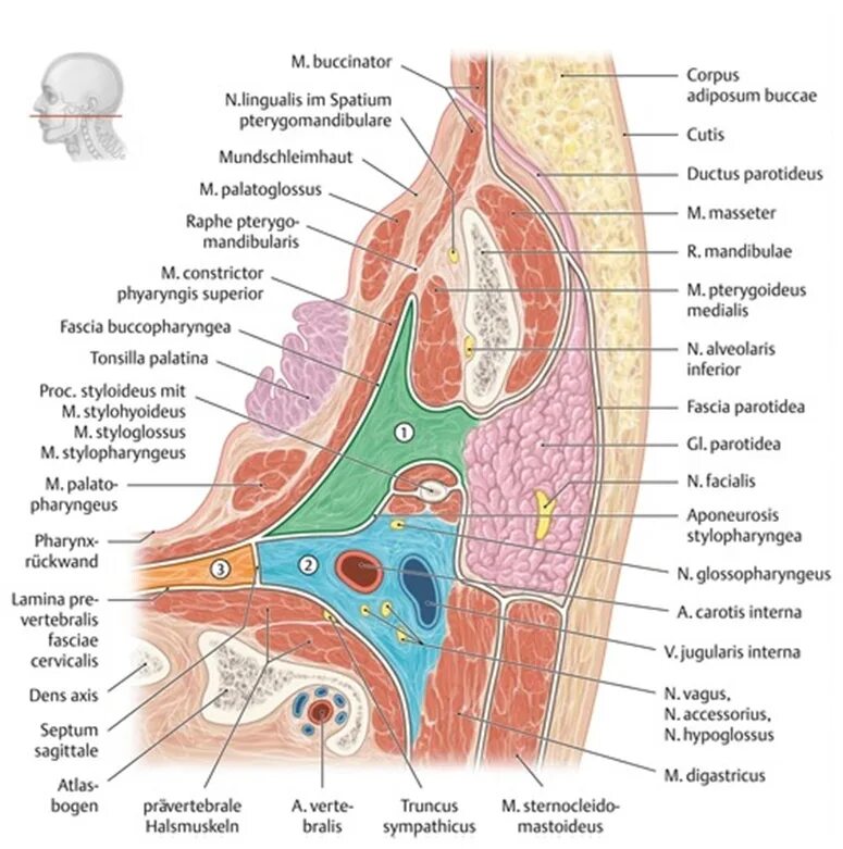 Spatium retropharyngeum. Spatium lateropharyngeum. Заглоточное пространство анатомия. Заглоточное пространство глотки.