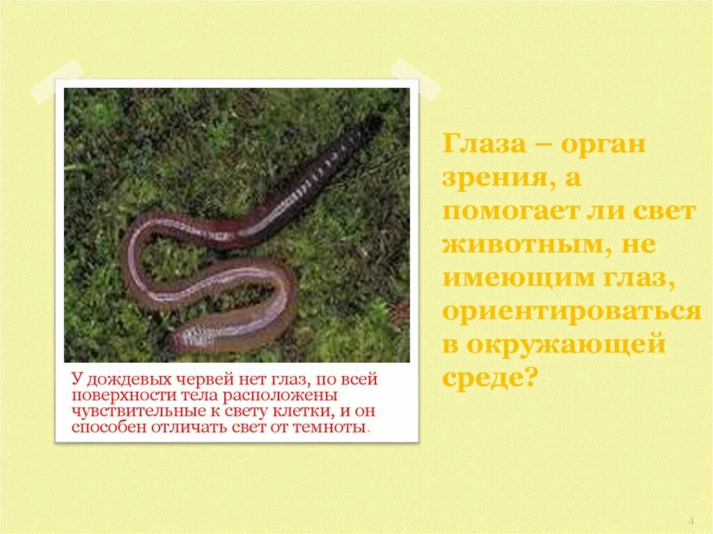 Есть ли глаза у червей дождевых. Есть ли глаза у дождевого червя. Есть ли глаза у червяка дождевого. Есть ли у червяков