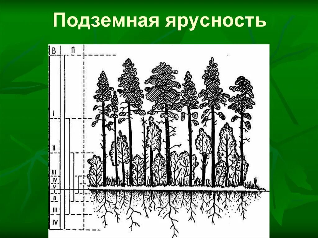 Ярусность фитоценоза. Ярусность лесного фитоценоза. Подземная ярусность растений. Надземная ярусность.