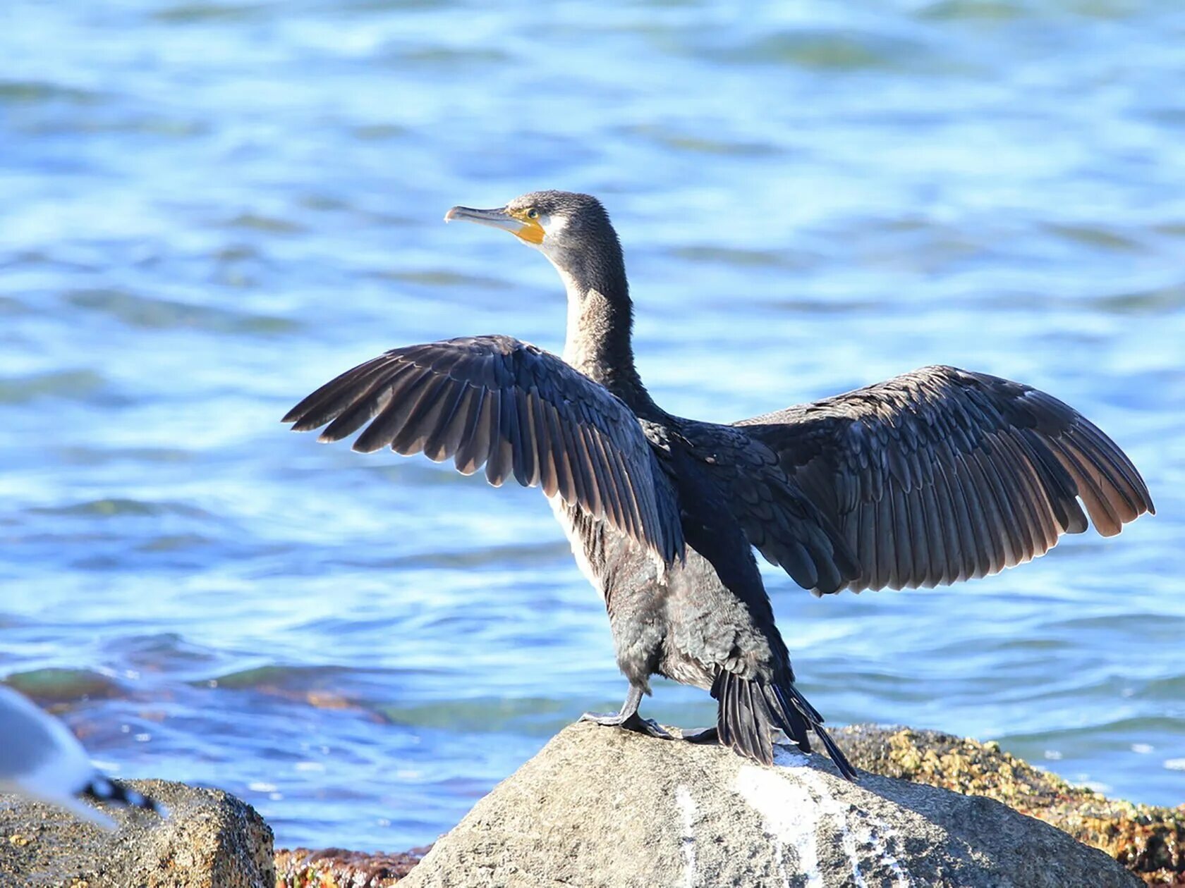 Балкан птица. Phalacrocorax carbo. Королевский баклан. Балкан птица. Белогрудый баклан.