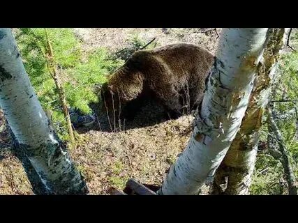 Охота на медведя 2023
