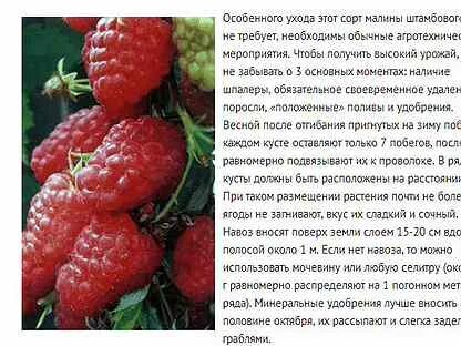 Малина описание и уход