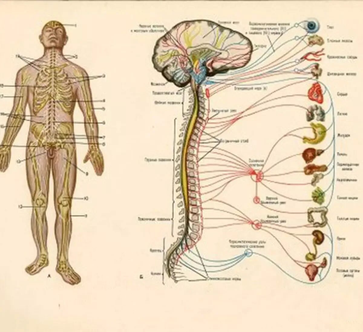 Нервная система человека схема анатомия. Нервная система человека анатомический атлас. Нервная система человека плакат анатомия. Атлас периферической нервной системы. Укажите название органа центральной нервной системы человека