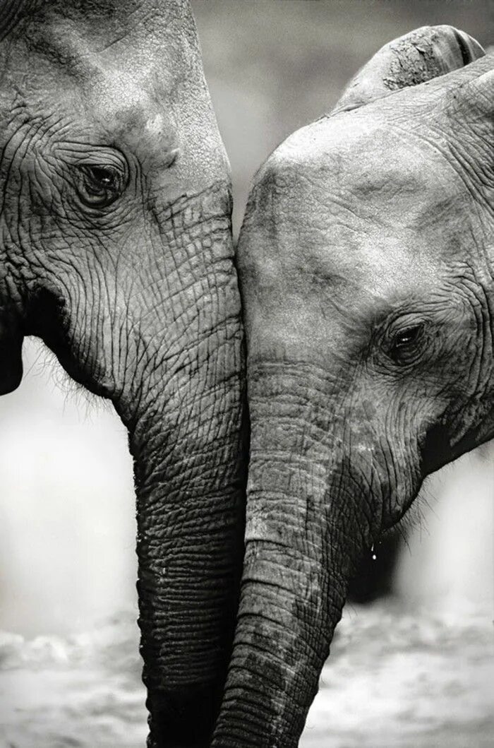 Черная слоновая. Слоны. Слоны любовь. Черные слоны. Слоны черно белые.