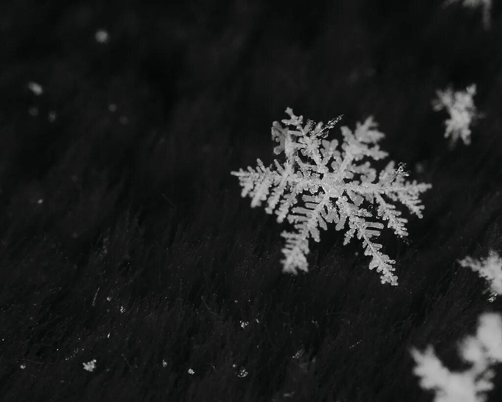 Золотые снежинки вектор. Стихи есенина о зиме. Стих про снежинку для детей. Стихотворение про снежинку. Стих к зиме бальмонт школа 21 века.