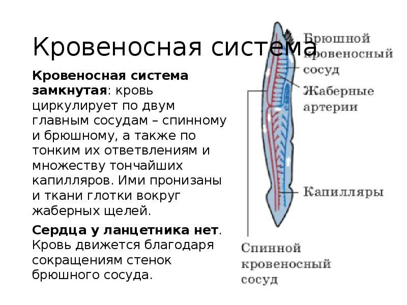 Кровеносная система простейших. Тип Хордовые кровеносная система. Кровеносная система ланцетника. Тип простейшие кровеносная система. Кровообращение ланцетника