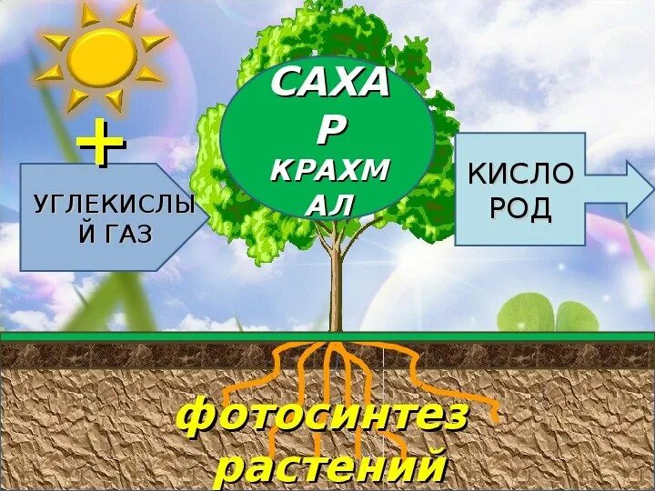 Солнце растения и мы с вами видеоурок. Солнце растения и мы с вами видеоурок