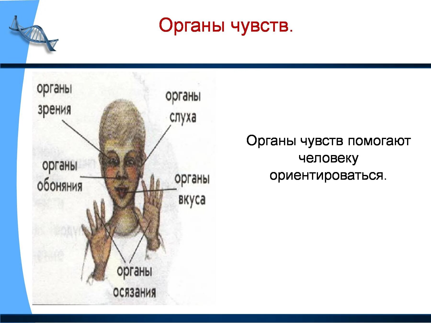 Система органов чувств. Органы чувств человека. Организм человека 3 класс. Организм человека презентация.
