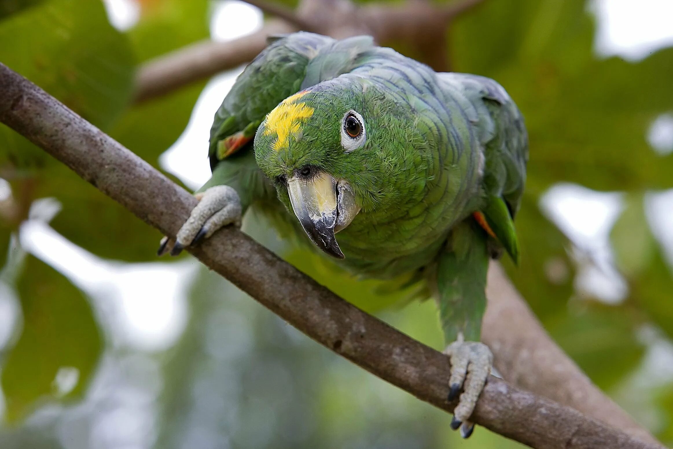 Топ амазона. Амазон попугай. Кубинский Амазон попугай. Амазонский Венесуэльский попугай. Желтоголовый Амазон.