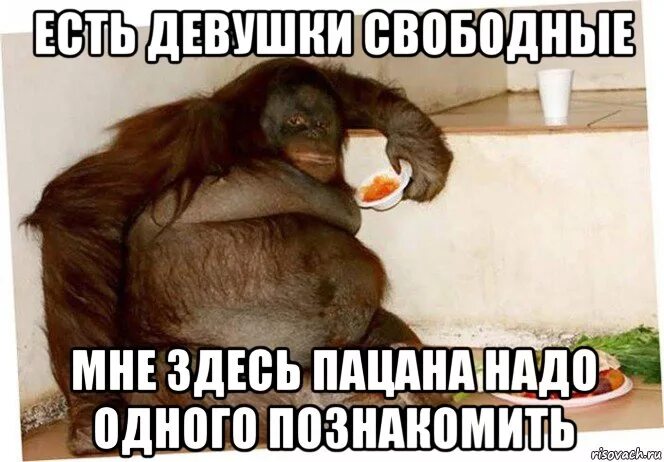 Обезьяна не понимает. Мемы с обезьянами. Смешные обезьянки мемы. Обезьяна Мем. Мемы с обезьянами с надписями.
