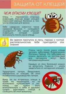 Чем опасны клещи для кошек