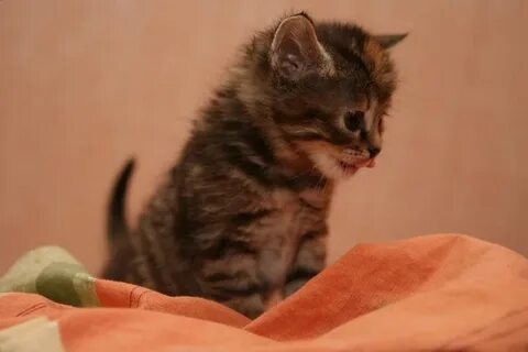 Котенок толя