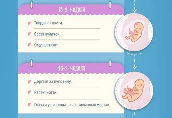 17 недель беременности какой. 18-19 Недель размер ребенка. Размер ребенка на 16 неделе беременности. 17 Недель беременности размер ребенка.