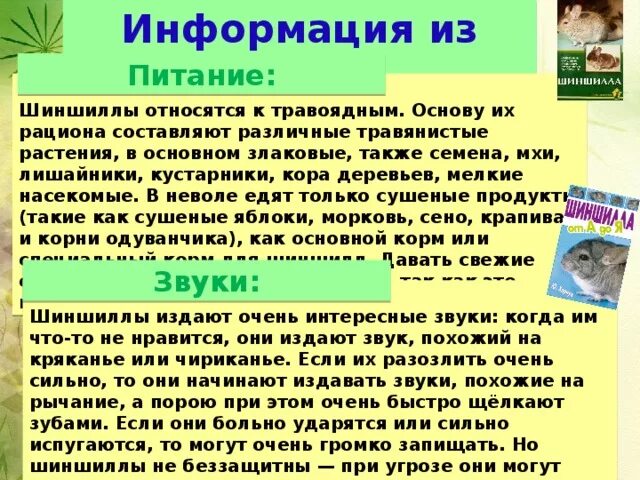 Чем можно кормить шиншиллу. Рацион шиншиллы. чем кормить шиншиллу в домашних условиях список. что нельзя давать шиншилла есть. что нельзя давать шиншиллам.