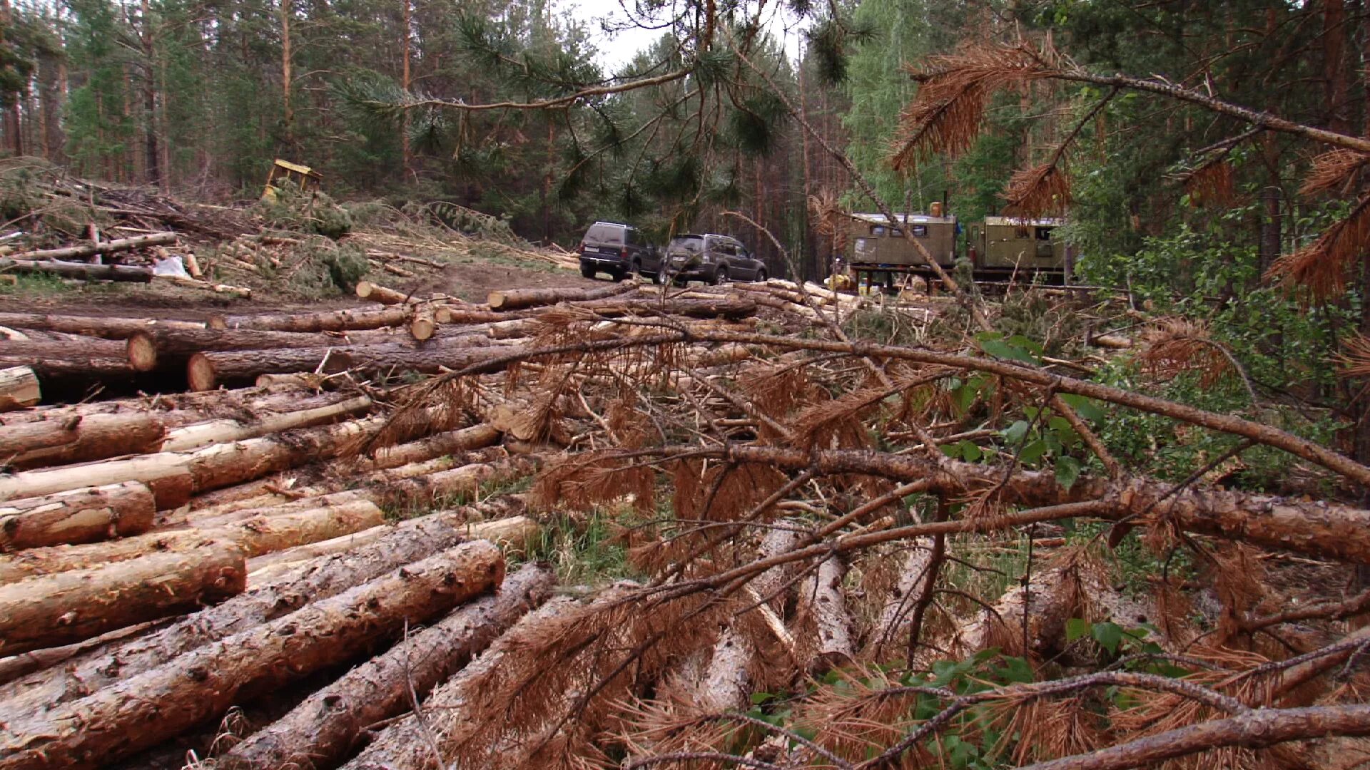 обезлесение в россии. карпаты вырубили лес. вырубка лесов красноярского края. рубка деревьев. незаконная вырубка лесов.