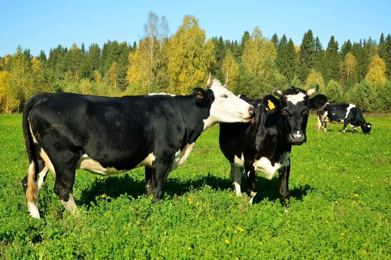 авито животные рязань и рязанская