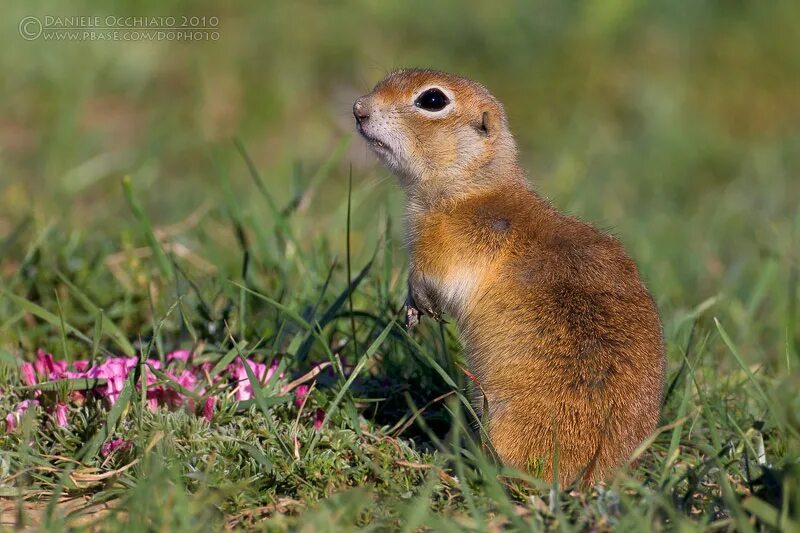 Суслик краснощекий. Spermophilus xanthoprymnus. Крапчатый суслик Spermophilus suslicus. Суслик Краснощекий (Spermophilus erythrogenys).