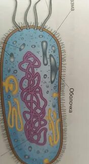 Дайте развёрнутый ответ? Прокариоты. Строения и жизнедеятельность бактерий, пром