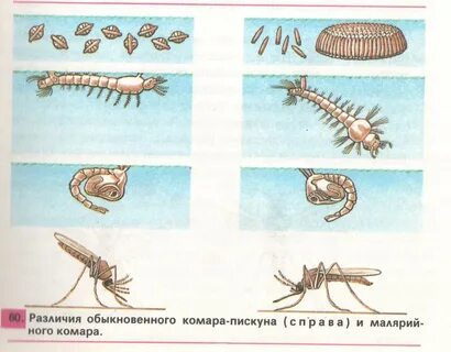 Развитие комара обыкновенного