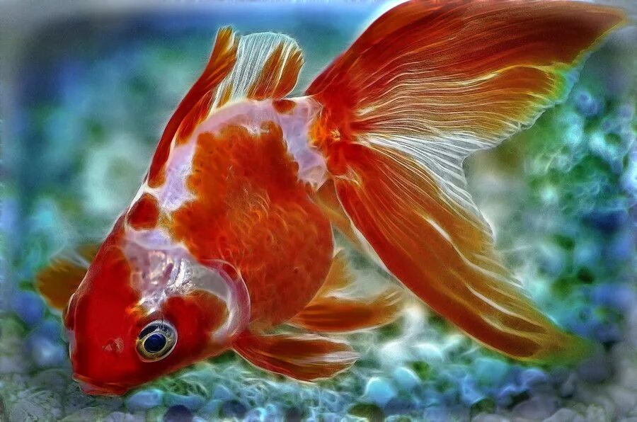 Pets fish. Карп кои вуалехвост. Вуалехвост Жемчужинка. Жемчужный вуалехвост. Барбус вуалехвост.