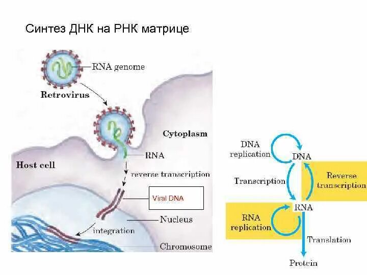 Синтез МРНК на матрице ДНК. Синтез РНК на матрице ДНК схема. Синтез ИРНК на матрице ДНК. Синтез ДНК на матрице РНК фермент.