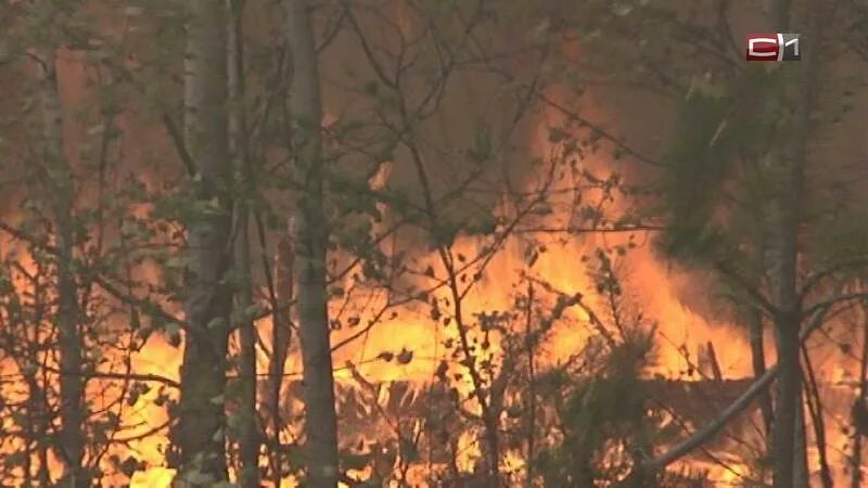 Действуй в югре. Пожар в лесу МЧС. Пожар в лесу фото. Лесные пожары в Испании. Лесные пожары Югра.