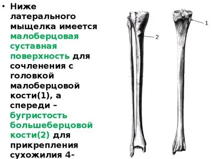 Сколько костей в большеберцовой кости