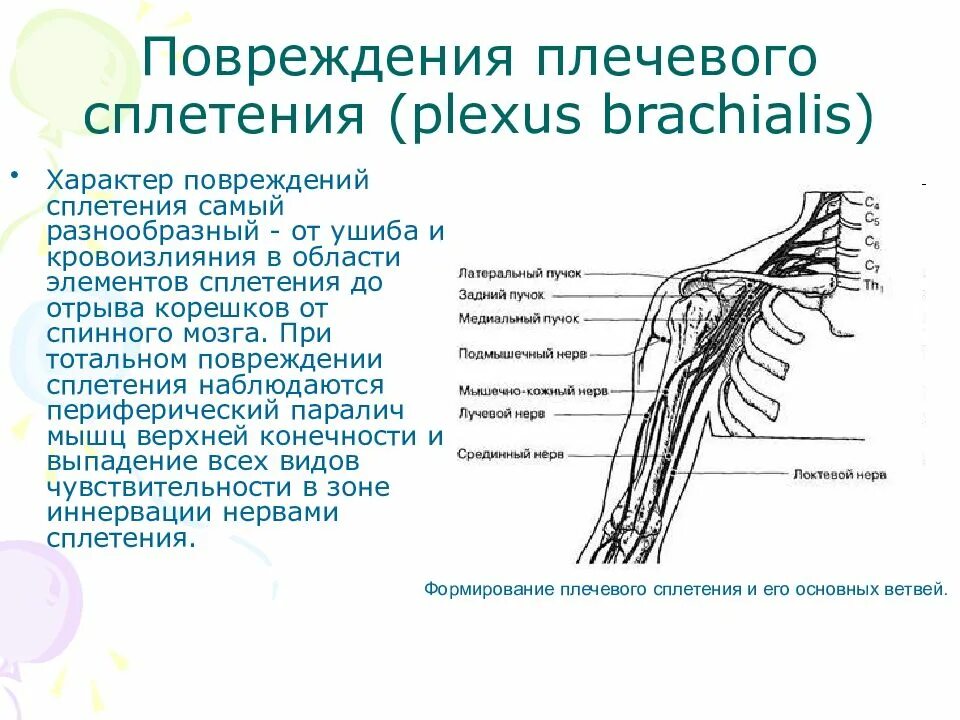 Ветви плечевого сплетения анатомия. Плечевое сплетение схема нервов. Короткие ветви плечевого сплетения схема. Поражение плечевого сплетения схема. Сосудистые пучки это