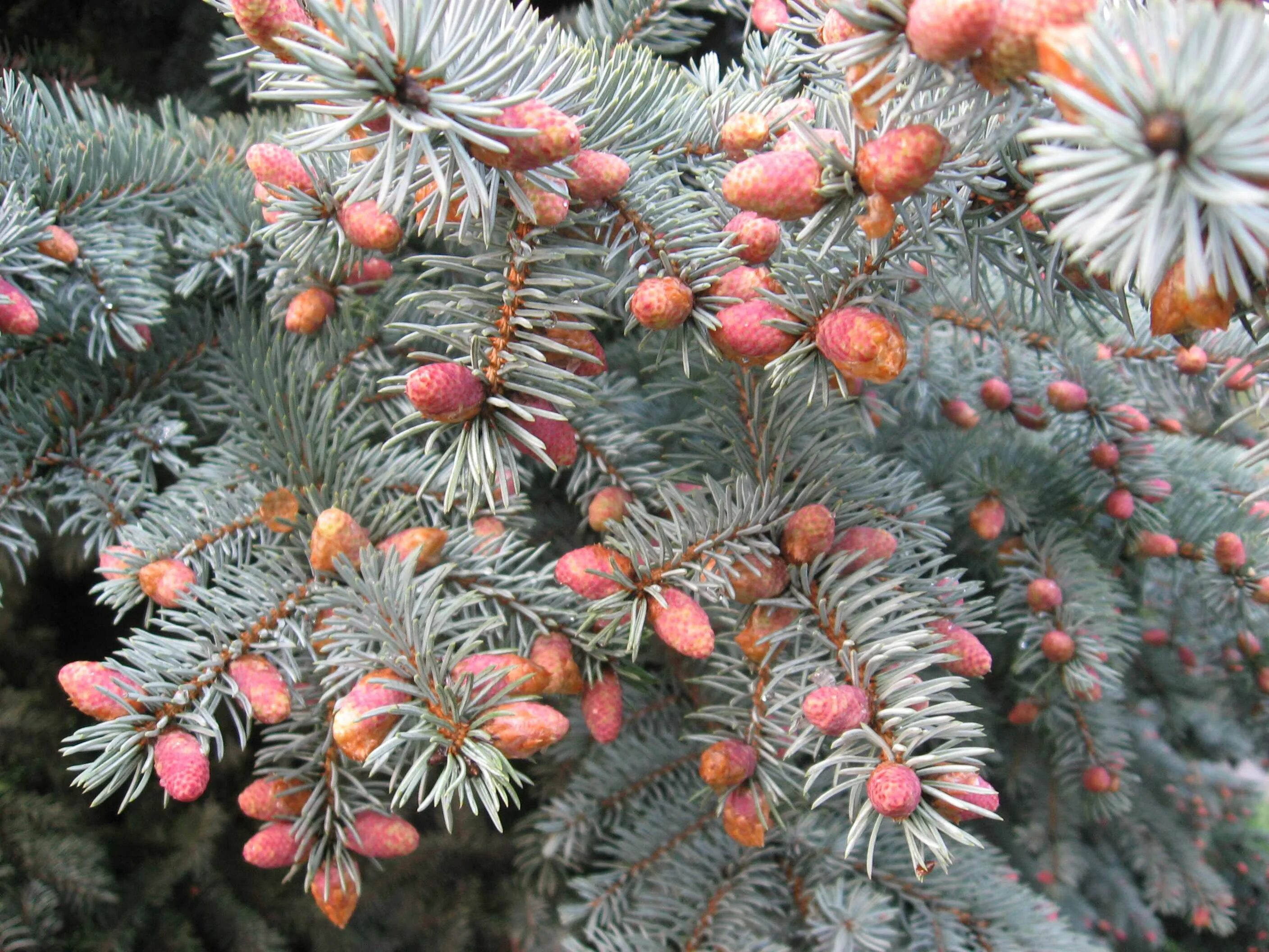 Древние хвойные. Ель корейская (Picea koraiensis). Ель Сибирская Глаука. Ель колючая Майголд. Ель Хупси шишки.