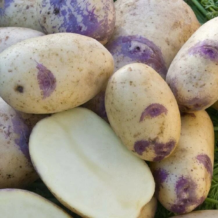 Грей картошку. Картофель Синеглазка Ганнибал. Сорт картофеля Синеглазка (Ганнибал). Сорт картофеля Синеглазка. Картофель семенной Синеглазка.
