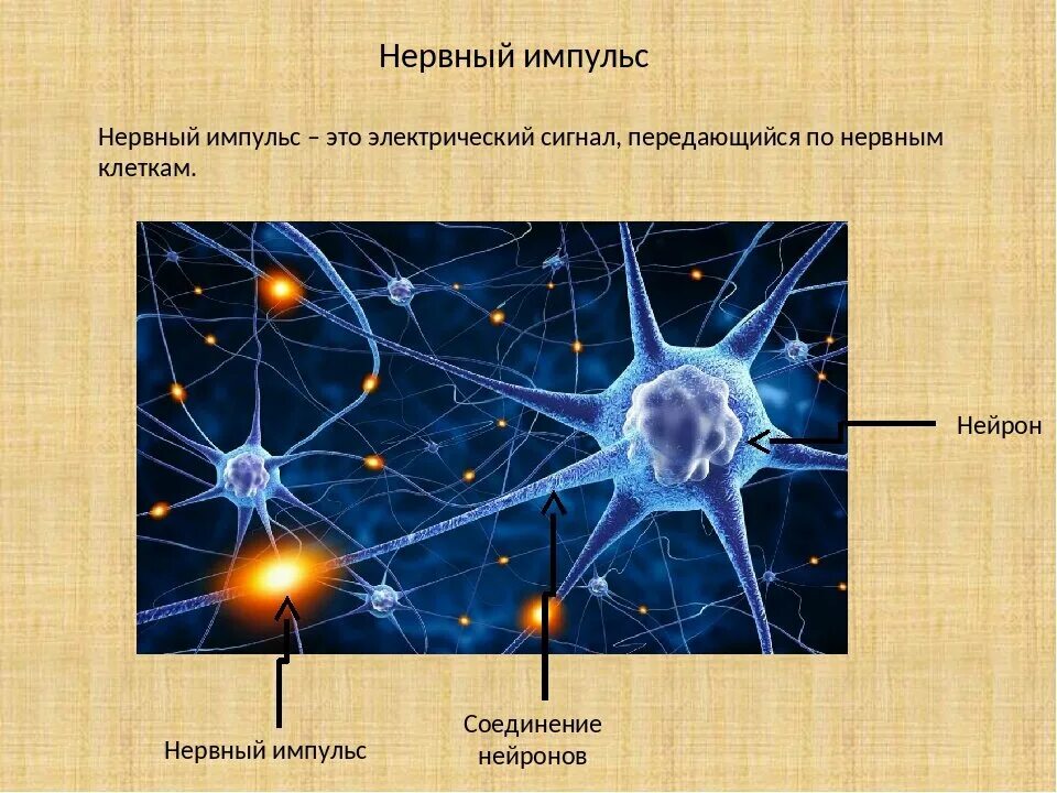 Генерация импульса нейронами. Нервный импульс. передача нервного импульса в цнс. нервный импульс это в биологии. импульсы в нервной системе.