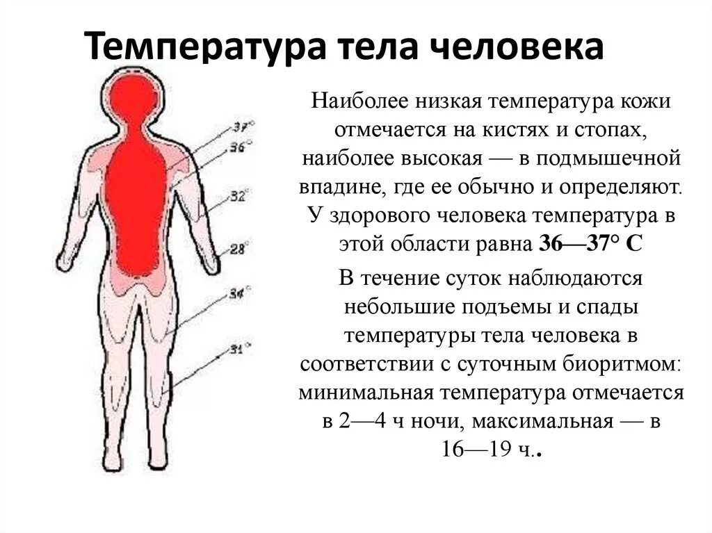 Вечером температура 35. Признаки снижения температуры тела. Температура в теле человека. Температура тела человке. Понижение температуры тела человека.