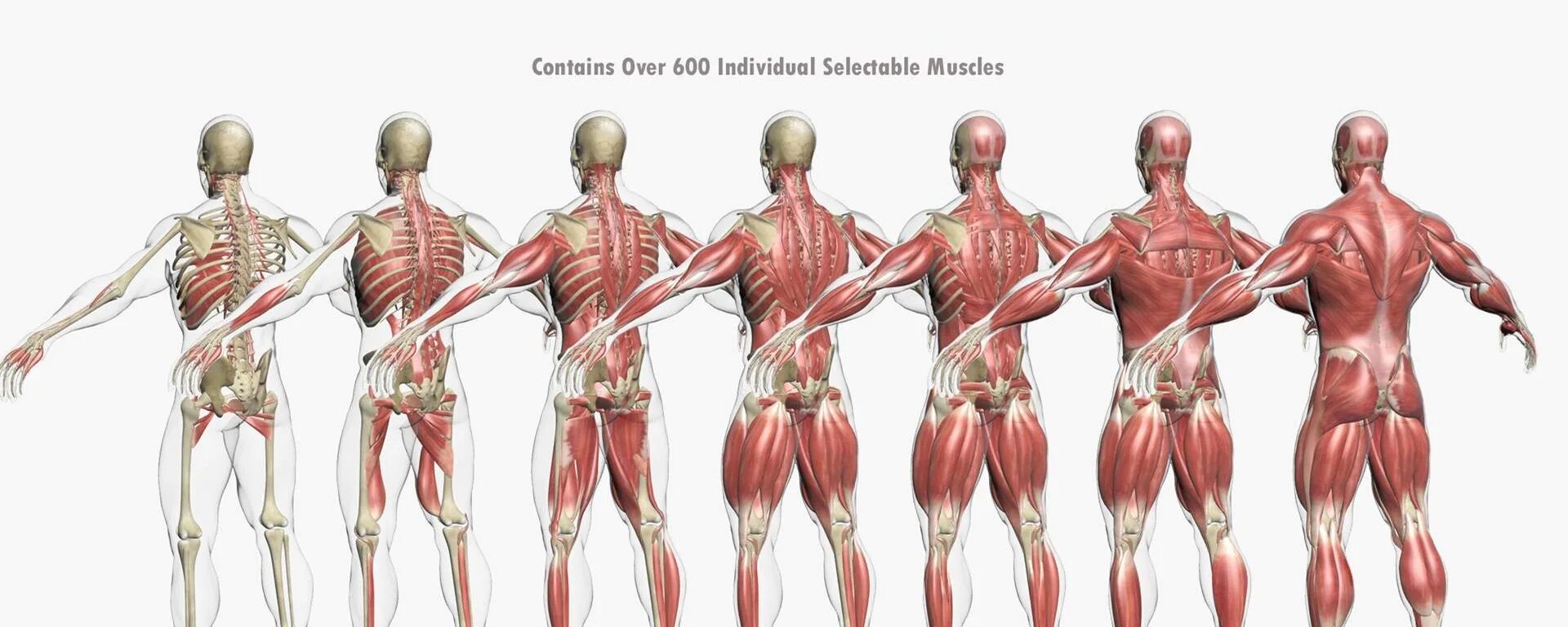 Основные мышцы для развития. Мышечная система человека строение мышц. Атлас анатомия человека мышечная система. Мышечный каркас человека анатомический атлас. Эволюция мышечной системы.