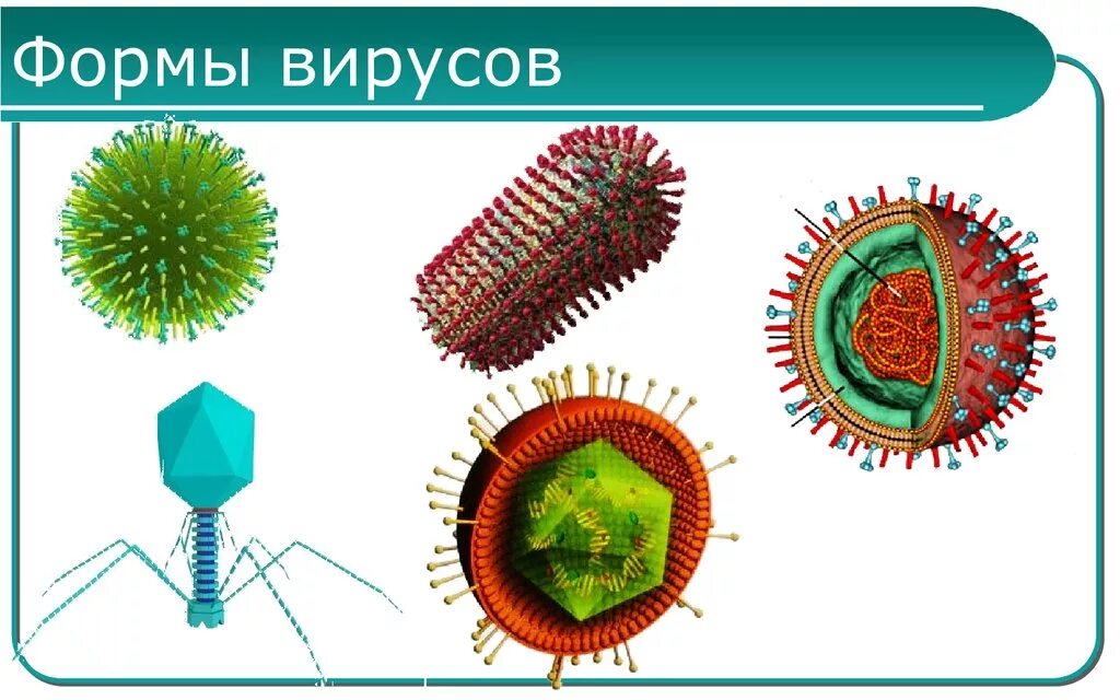 Формы вирусов. Формы вирусов и бактерий. Разнообразные формы вирусов. Вирусы типы вирусов. Вирусы 6 класс биология