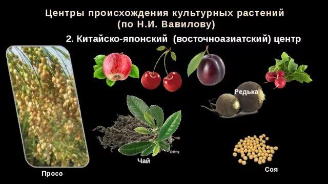 Китайско-японский центр происхождения культурных растений. Восточно азиатский центр происхождения культурных растений. Юго Западный центр происхождения культурных растений. Юго Восточноазиатский центр происхождения культурных растений. Восточноазиатский центр происхождения культурных